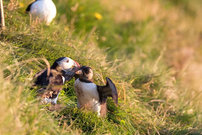 Puffin and Volcano Boat Tour - Highlights of the Experience