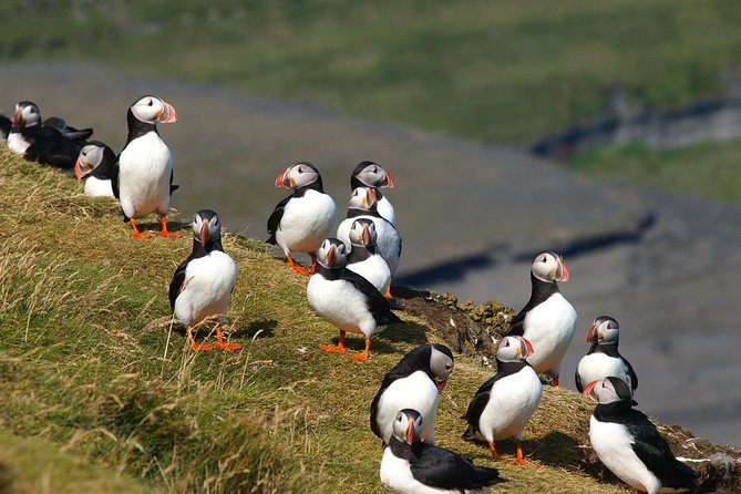 Puffin and Volcano Tour With Ebbi - Additional Information