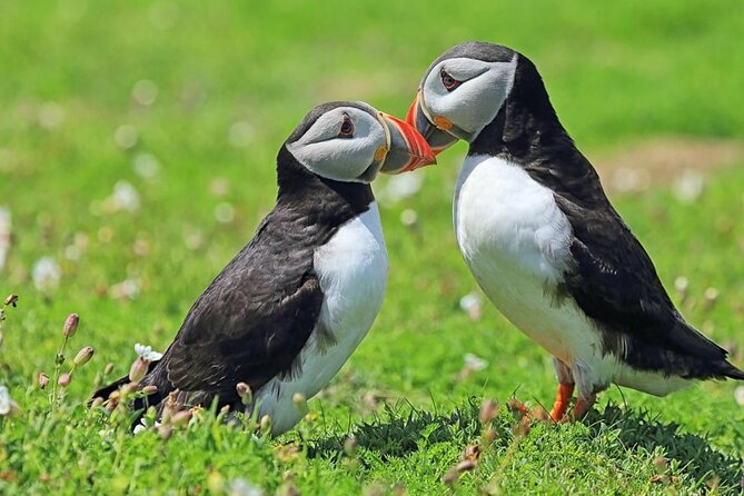 Puffin and Volcano Tour With Ebbi - Cancellation Policy