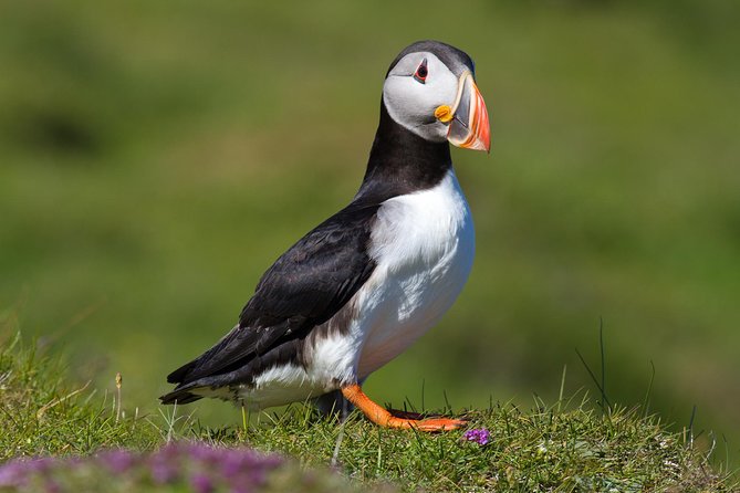 Puffin and Volcano Tour With Ebbi - Visiting a Puffin Colony