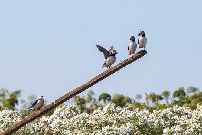 Puffin Cruise With Expert Tour Guide From Reykjavik - Tour Details