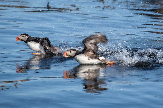 Puffin Cruise With Expert Tour Guide From Reykjavik - Inclusions