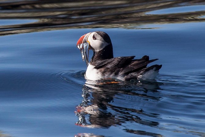 Puffin Cruise With Expert Tour Guide From Reykjavik - Exclusions