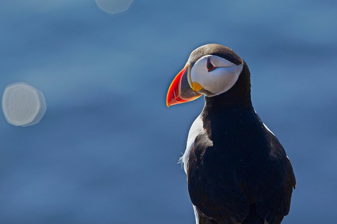 Puffin Cruise With Expert Tour Guide From Reykjavik - Meeting Point