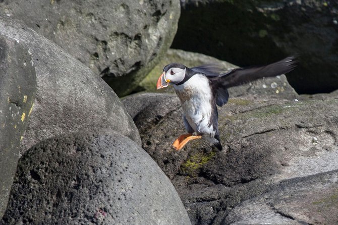Puffin Cruise With Expert Tour Guide From Reykjavik - Booking and Reservation Information