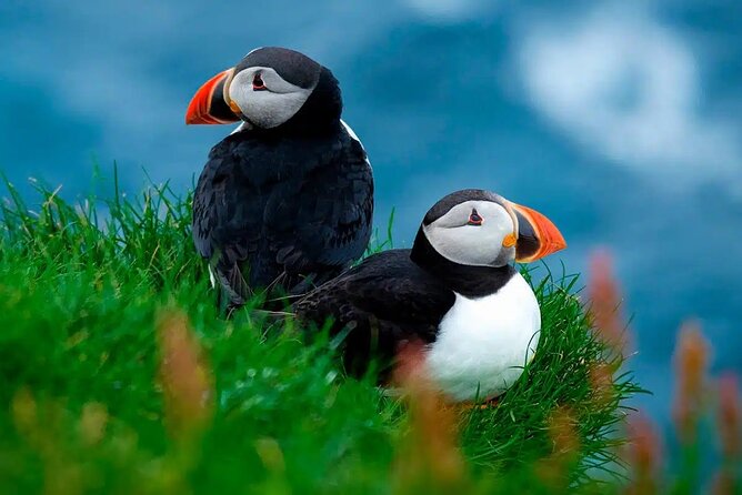 Puffin Safari Boat Tour - Inclusions