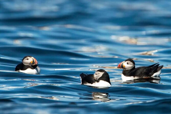 Puffin Safari Boat Tour - Contact Information