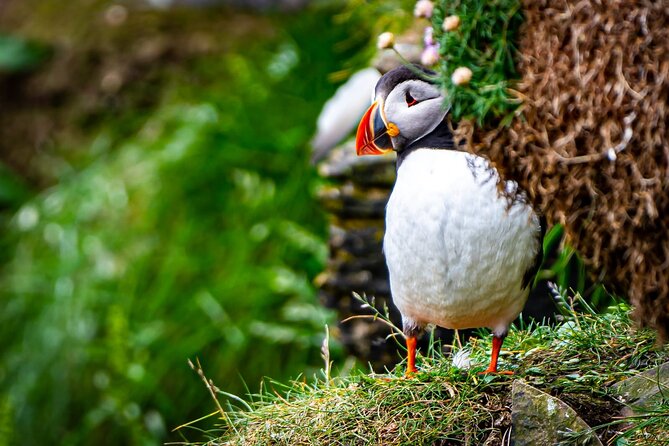 Puffin Tour - Tour Inclusions