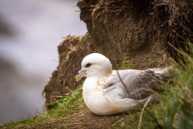Puffin Tour - Meeting and End Points