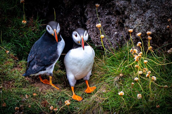 Puffin Tour - Booking and Confirmation