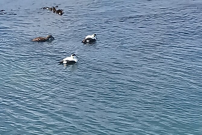 Puffin Tour - Tour Highlights