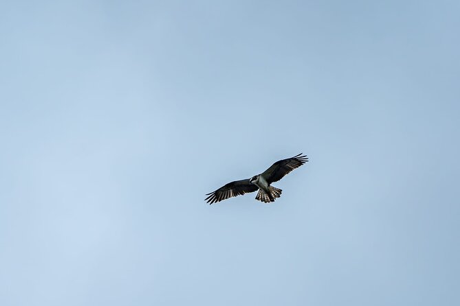 Puffin Tour - Why Choose This Tour