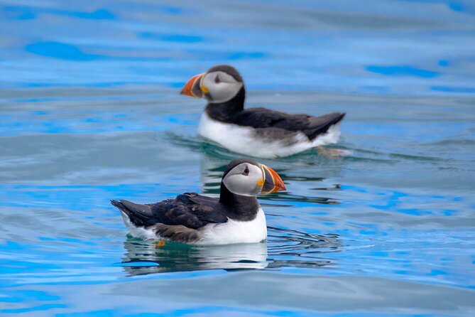 Puffin Watching Speedboat Express - Speedboat Adventure Awaits