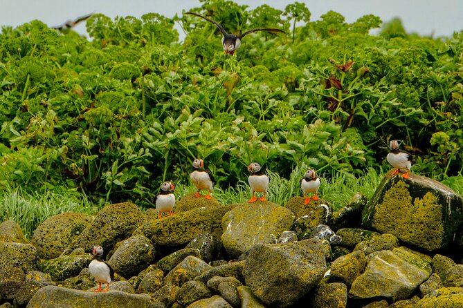 Puffin Watching Speedboat Express - Gear Up for Thrills