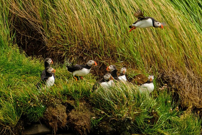 Puffin Watching Speedboat Express - Capacity and Participation