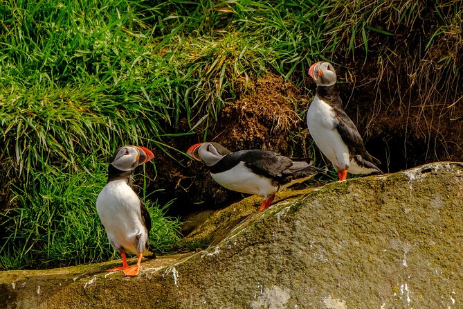 Puffin Watching Speedboat Express - Booking and Cancellation