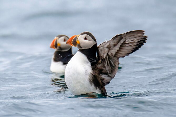 Puffin Watching Speedboat Express - Experience Reviews