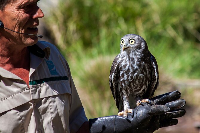 Puffing Billy And Healesville Sanctuary Scenic Tour - Accessibility and Traveler Info