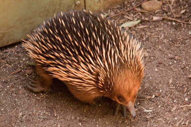 Puffing Billy And Healesville Sanctuary Scenic Tour - Confirmation and Cancellation Policy