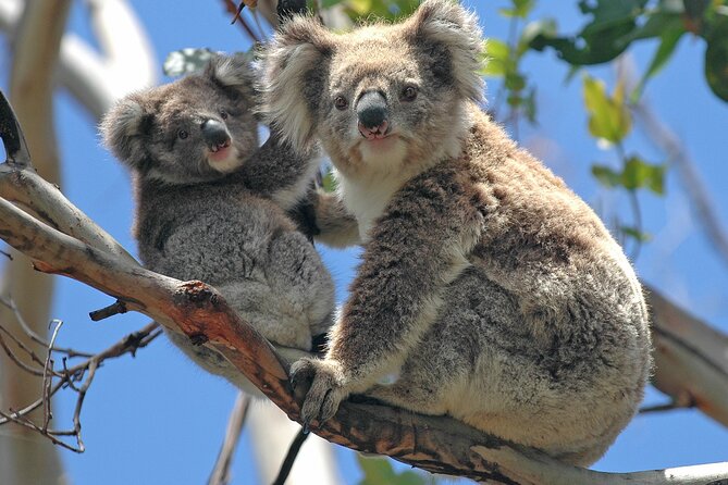Puffing Billy And Healesville Sanctuary Scenic Tour - Exploring the Dandenong Ranges