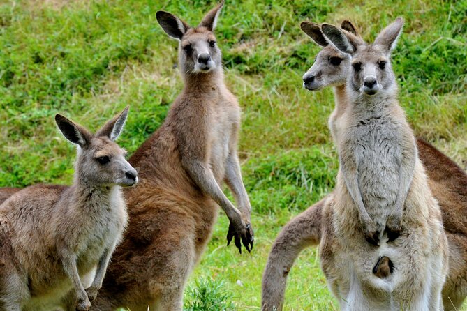 Puffing Billy And Healesville Sanctuary Scenic Tour - Visiting Healesville Sanctuary