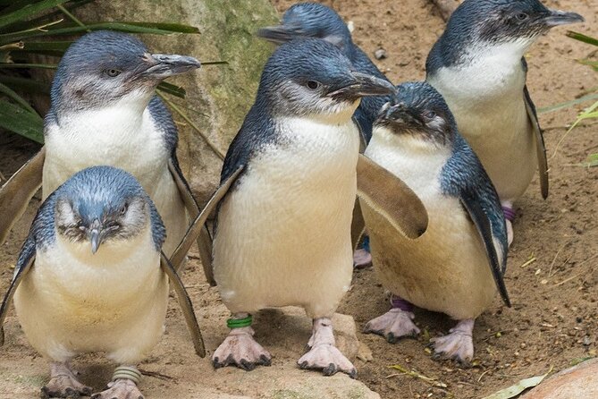Puffing Billy And Phillip Island Penguin Parade Bus Tour - Puffing Billy Train Ride
