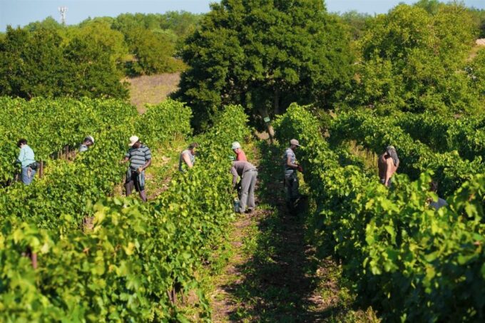 Puglia/Bari: a Bike Experience Among Vineyards and Wineries - Frequently Asked Questions
