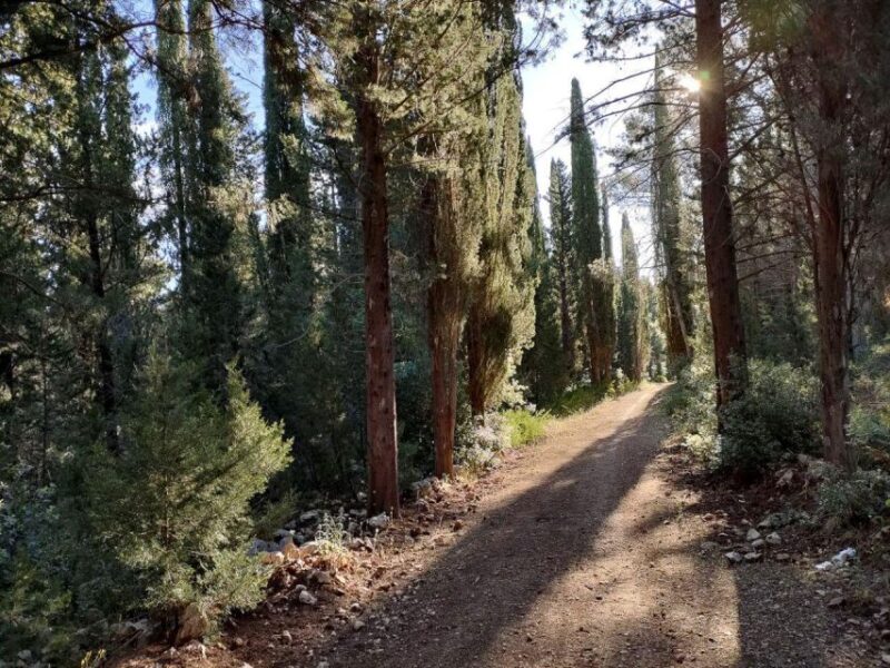 Puglia/Bari: Bike Tour in Forest & Focaccia - Itinerary Highlights