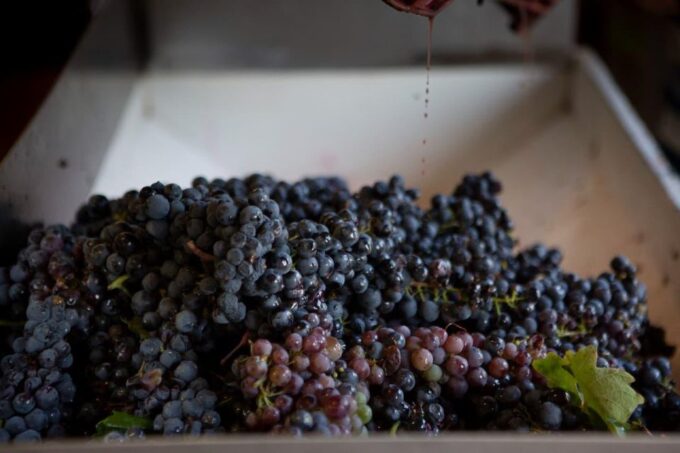 Puglia/Bari: Primitive Wine Tasting in Gioia Del Colle - Accessibility and Pickup Options