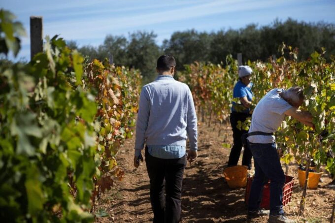 Puglia/Bari: Primitive Wine Tasting in Gioia Del Colle - Customer Feedback Insights