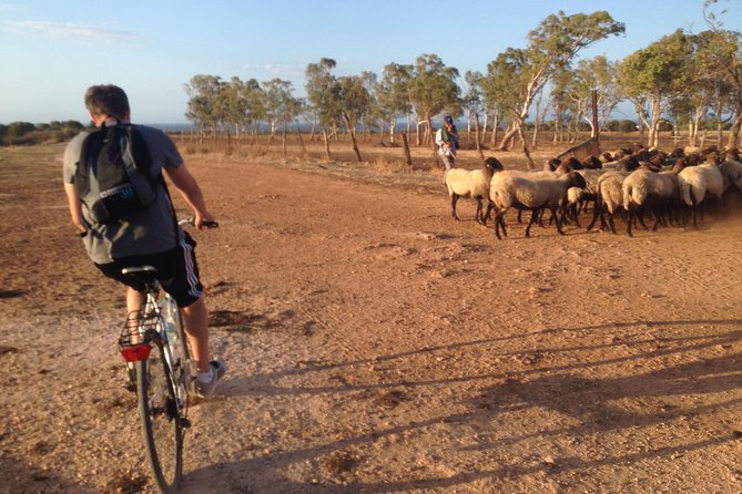 Puglia Bike Tour: Cycling Through the History of Extra Virgin Olive Oil - Learning Olive Oil History