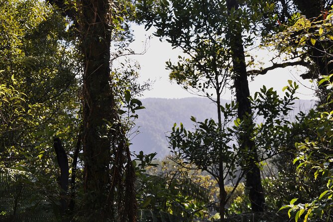 Puketi Rainforest Guided Walks .This Is Not a Shore Excursion Product . - Amenities and Inclusions