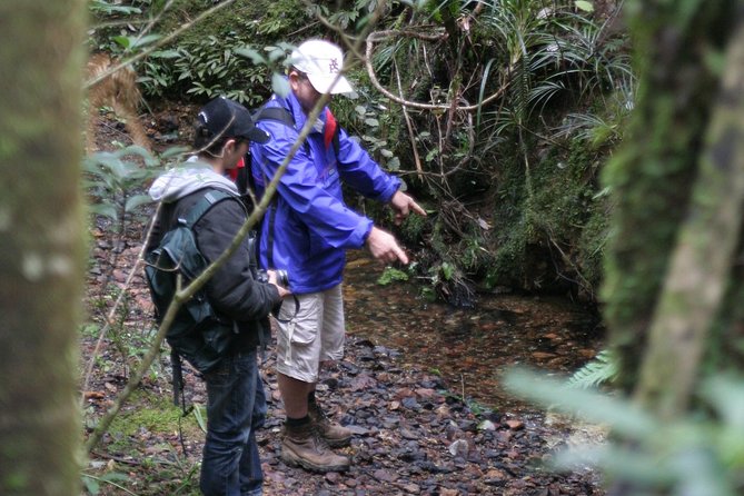 Puketi Rainforest Guided Walks .This Is Not a Shore Excursion Product . - Unique Rainforest Experiences