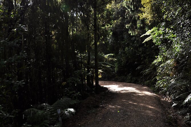 Puketi Rainforest Guided Walks .This Is Not a Shore Excursion Product . - Meeting Point and Departure