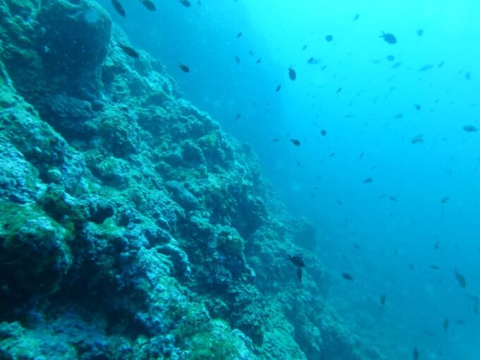 Pula: 2.5-Hour Snorkelling Experience - Meeting Point and Transportation