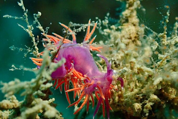 Pula: 2.5-Hour Snorkelling Experience - Equipment Inspection