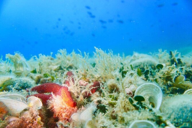 Pula Boat Trip With Snorkeling - Tour Overview