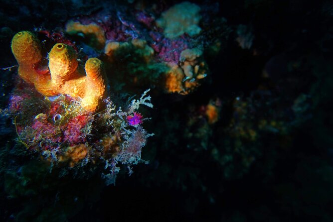 Pula Boat Trip With Snorkeling - Snorkeling Equipment and Gear