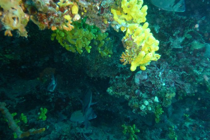 Pula Boat Trip With Snorkeling - Tour Capacity and Accessibility