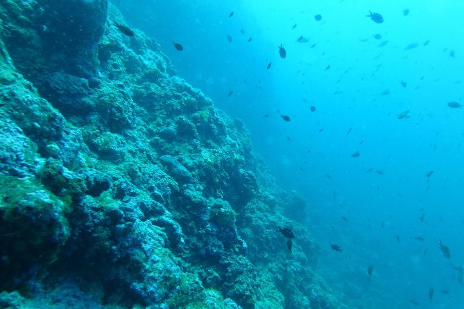 Pula Boat Trip With Snorkeling - Guest Reviews and Feedback
