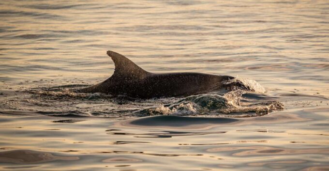 Pula: Brijuni National Park Sunset, Dolphins & Dinner Cruise - Park Features and Ecology
