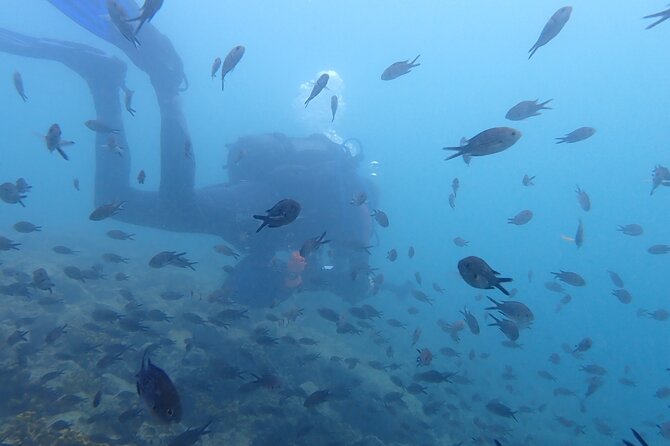 Pula Discover Scuba Diving Package - Accessibility and Requirements