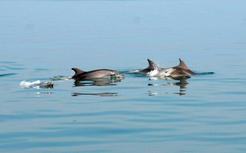 Pula: Dolphin Sunset Cruise on Traditional Wooden Boat - Amenities and Services