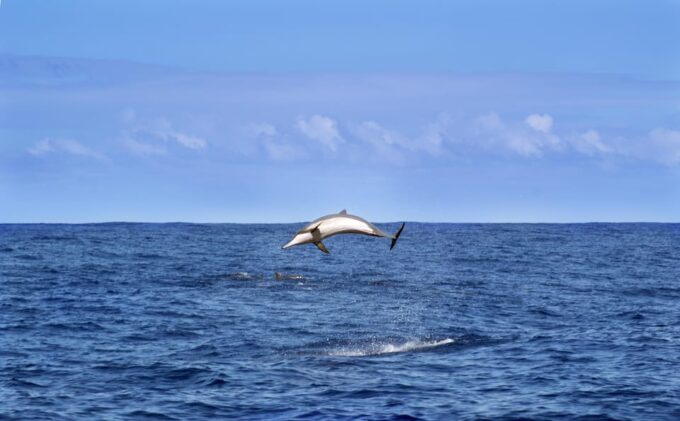 Pula: Dolphin Sunset Cruise on Traditional Wooden Boat - Frequently Asked Questions