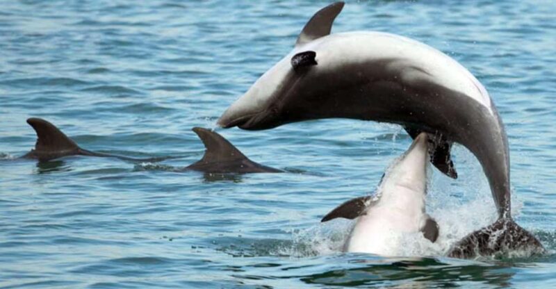 Pula Dolphin Watching Boat Trip - Experience Highlights