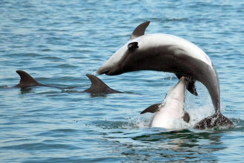 Pula Dolphin Watching Boat Trip - Customer Reviews and Ratings