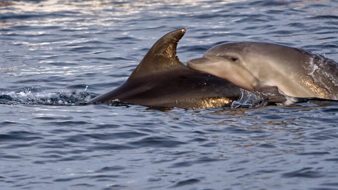 Pula Dolphin Watching Boat Trip - Pricing and Inclusions