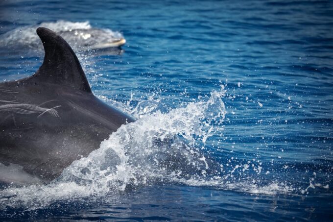 Pula Dolphin Watching Boat Trip - Frequently Asked Questions