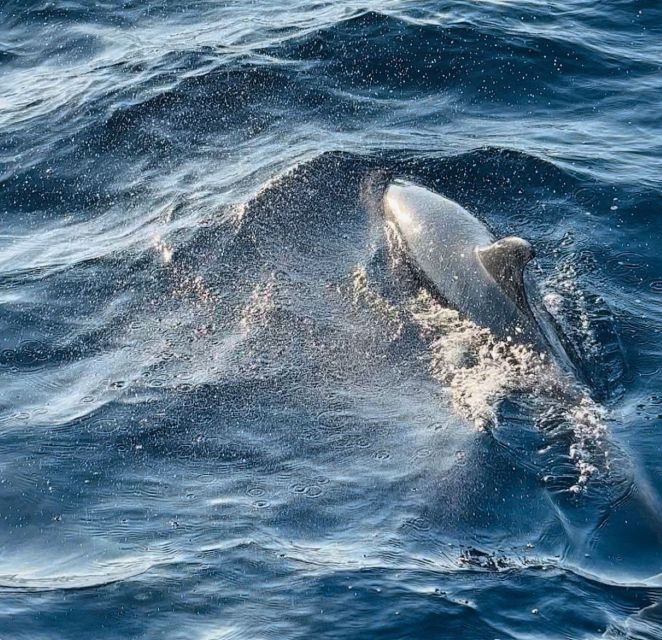 Pula: Dolphin-Watching Cruise at Sunset With Dinner & Drinks - Good To Know