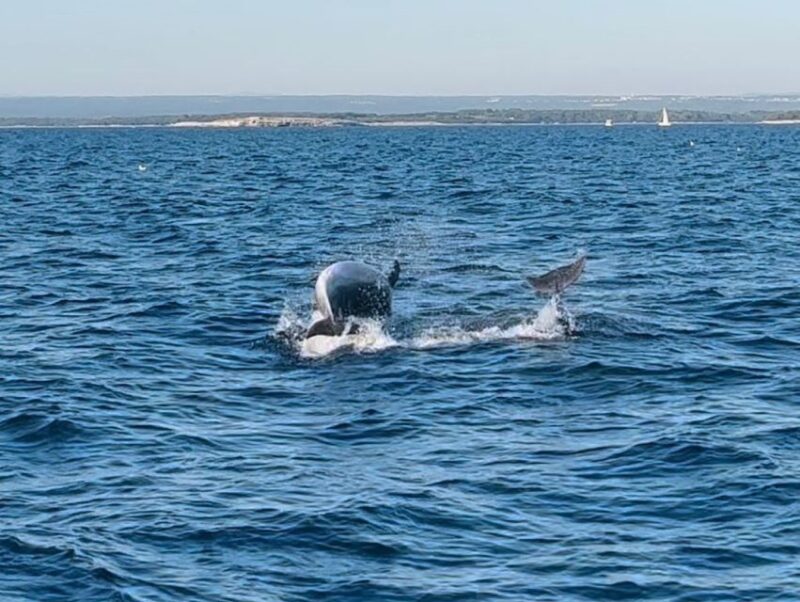 Pula: Dolphin-Watching Cruise at Sunset With Dinner & Drinks - Booking and Availability